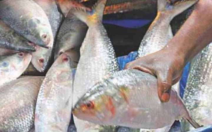 ১৪ অক্টোবর থেকে ৪ নভেম্বর ইলিশ ধরা নিষিদ্ধ