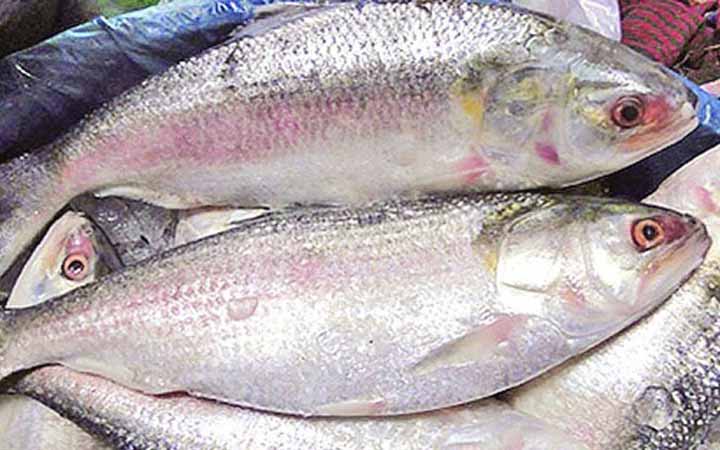 ১৪ অক্টোবর থেকে ২২ দিন ইলিশ ধরা নিষিদ্ধ