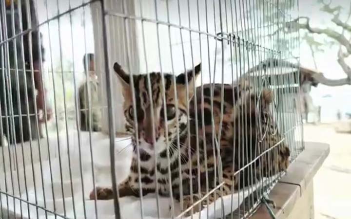 টেকনাফে মেছো বাঘের শাবক উদ্ধার