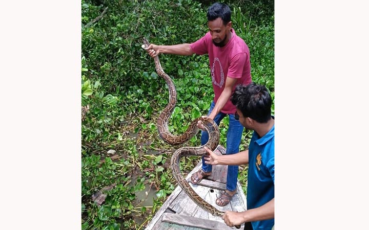 বাগেরহাটে লোকালয় থেকে ১৫ কেজি ওজনের অজগর উদ্ধার