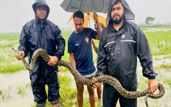 শ্রীমঙ্গলে মাছ শিকারের জাল থেকে অজগর সাপ উদ্ধার