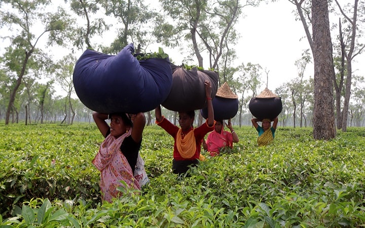 চা উৎপাদনে রেকর্ডের হাতছানি