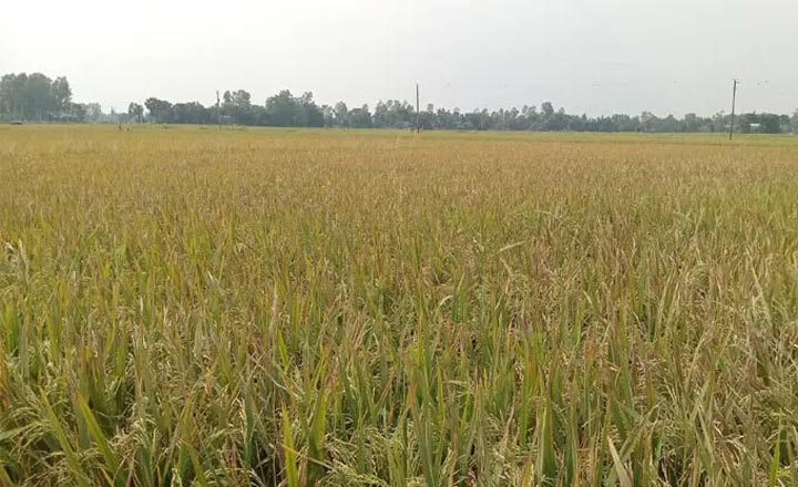 ইটভাটার বিষাক্ত ধোঁয়ায় পাঁচ শতাধিক একর জমির ধান পুড়ে ছাই