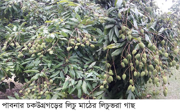 পাবনার লিচু চাষীদের কপালে দুশ্চিন্তার ভাঁজ