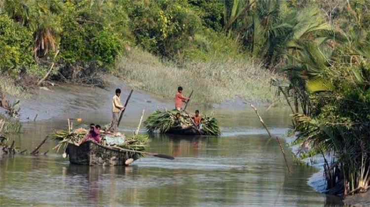 সুন্দরবনে গোলপাতা আহরণের মৌসুম শুরু কাল