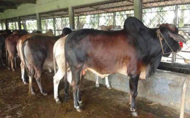 কুরবাণীর পশুর সাথে কেমন আচরণ করা উচিত