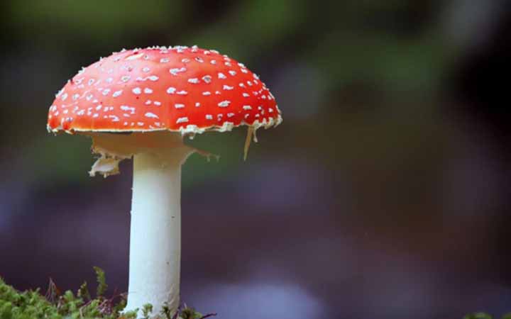 প্রোস্টেট ক্যান্সারের ঝুঁকি কমায় মাশরুম