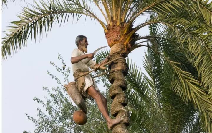 নিপাহ্‌ ভাইরাস এড়াতে  খেজুরের রস খাওয়ার আগে যা করণীয়