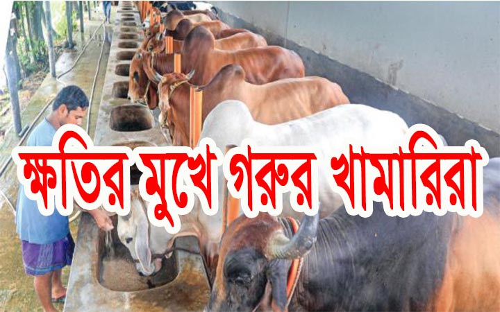 বড় ক্ষতির মুখে গরুর খামারিরা।। নিউজজোন বিডি